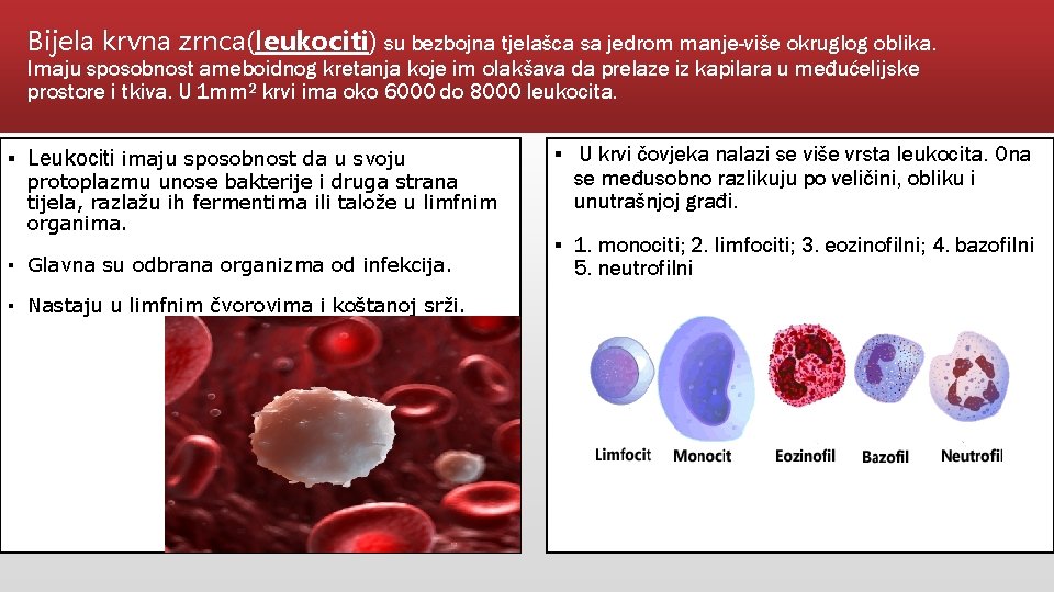 Bijela krvna zrnca(leukociti) su bezbojna tjelašca sa jedrom manje-više okruglog oblika. Imaju sposobnost ameboidnog