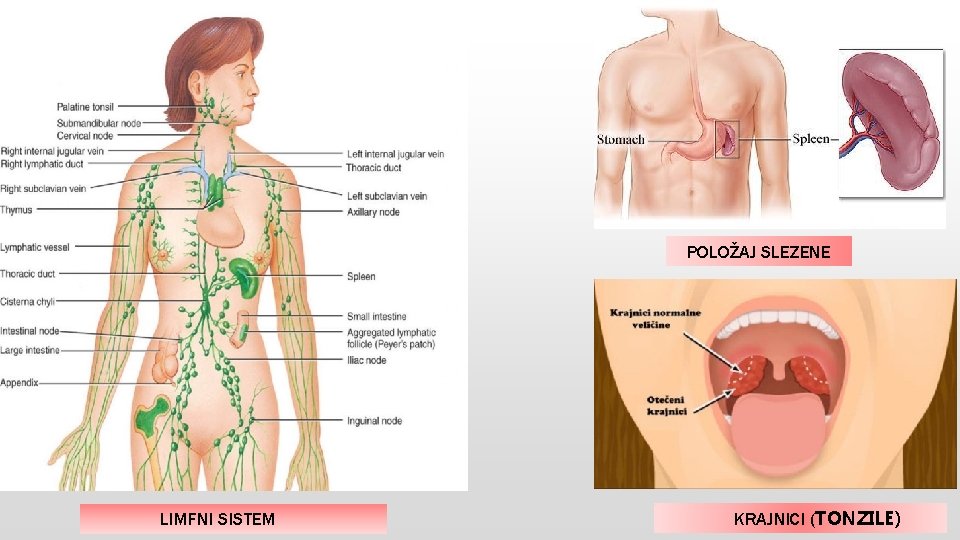 POLOŽAJ SLEZENE LIMFNI SISTEM KRAJNICI (TONZILE) 