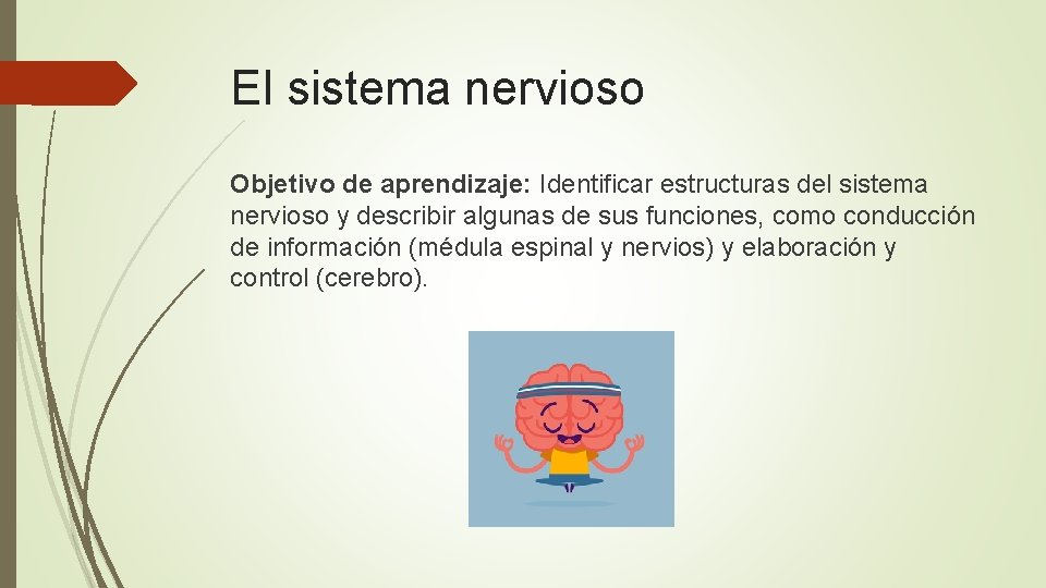 El sistema nervioso Objetivo de aprendizaje: Identificar estructuras del sistema nervioso y describir algunas