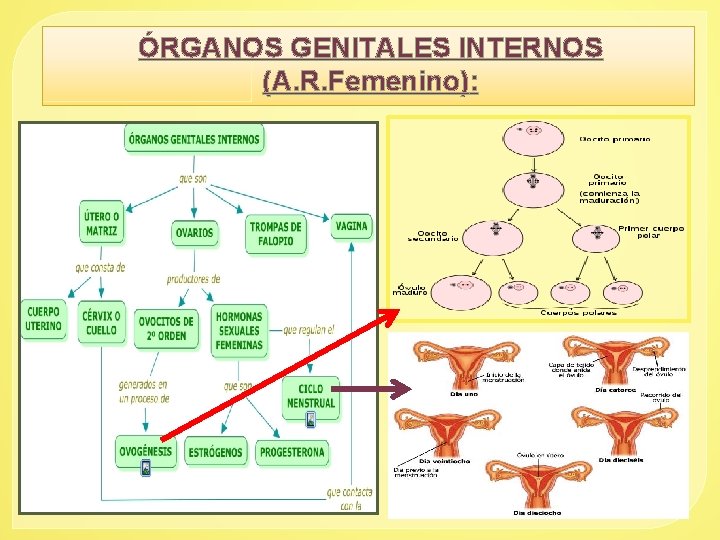 ÓRGANOS GENITALES INTERNOS (A. R. Femenino): 