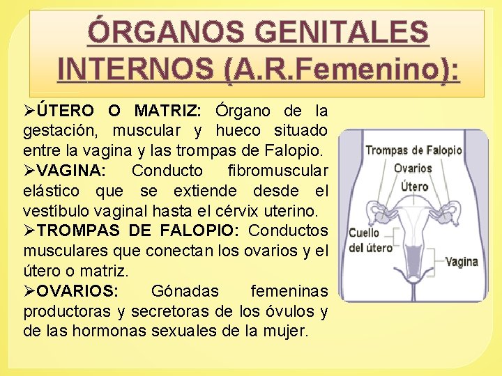 ÓRGANOS GENITALES INTERNOS (A. R. Femenino): ØÚTERO O MATRIZ: Órgano de la gestación, muscular