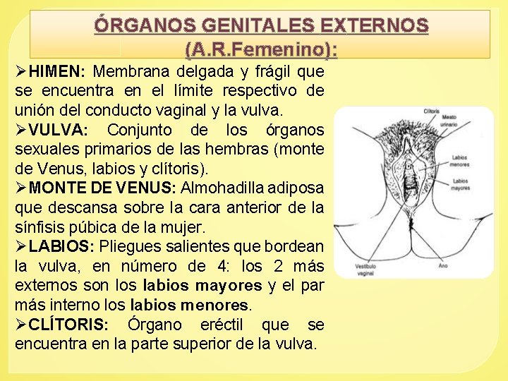 ÓRGANOS GENITALES EXTERNOS (A. R. Femenino): ØHIMEN: Membrana delgada y frágil que se encuentra