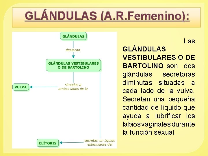 GLÁNDULAS (A. R. Femenino): Las GLÁNDULAS VESTIBULARES O DE BARTOLINO son dos glándulas secretoras