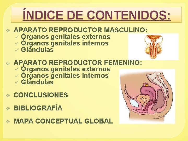 ÍNDICE DE CONTENIDOS: v APARATO REPRODUCTOR MASCULINO: ü Órganos genitales externos ü Órganos genitales