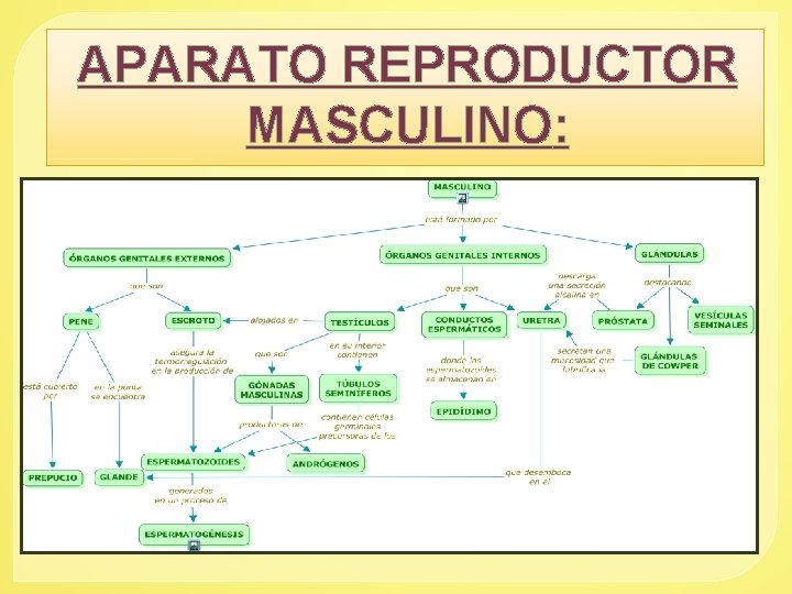 APARATO REPRODUCTOR MASCULINO: 