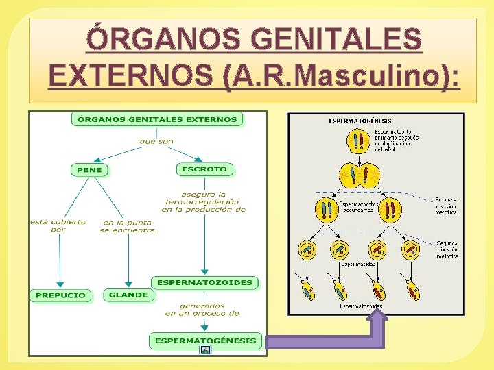 ÓRGANOS GENITALES EXTERNOS (A. R. Masculino): 