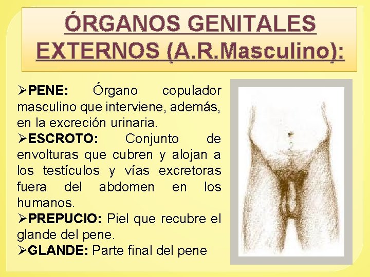 ÓRGANOS GENITALES EXTERNOS (A. R. Masculino): ØPENE: Órgano copulador masculino que interviene, además, en