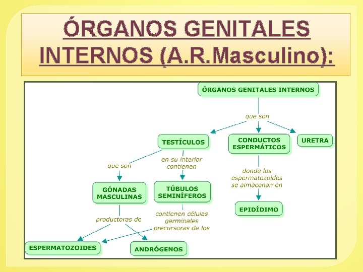 ÓRGANOS GENITALES INTERNOS (A. R. Masculino): 