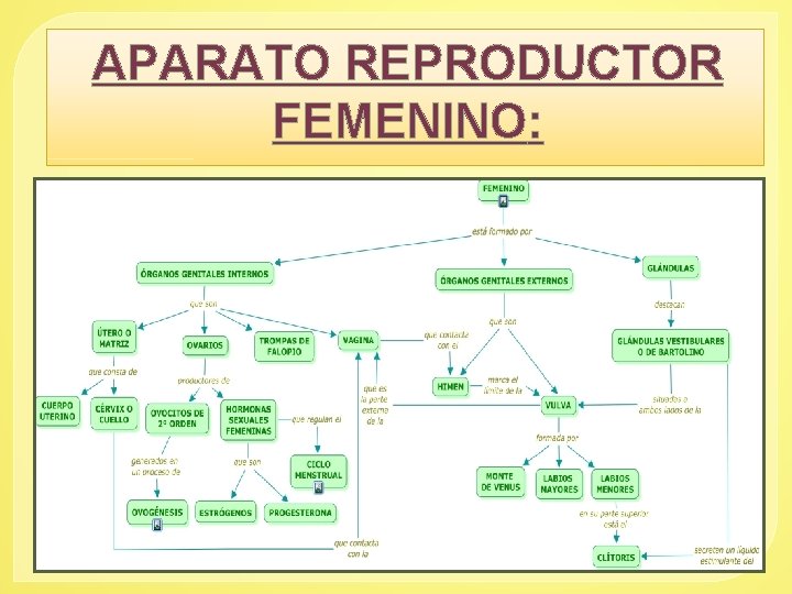 APARATO REPRODUCTOR FEMENINO: 