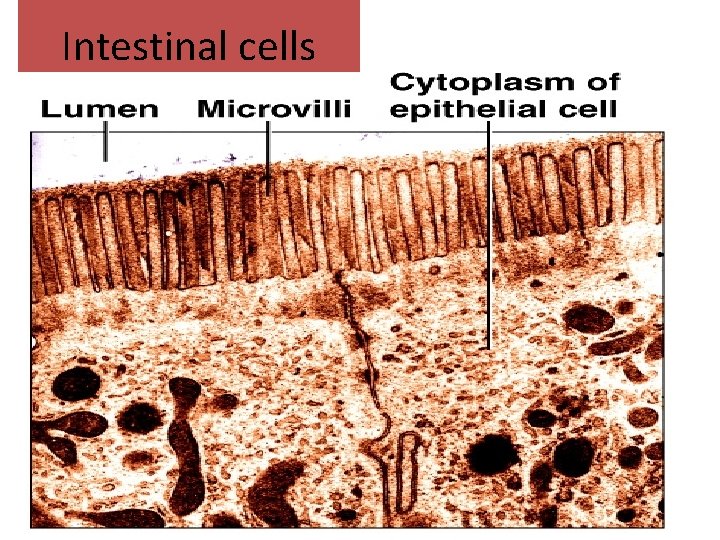 Intestinal cells 12 