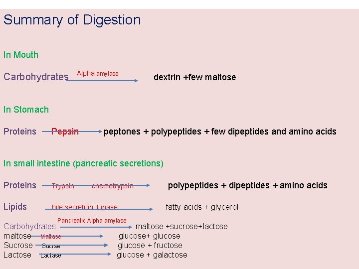 Summary of Digestion In Mouth Carbohydrates Alpha amylase dextrin +few maltose In Stomach Proteins