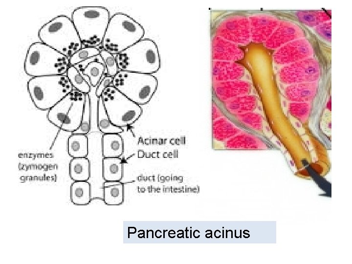 Pancreatic acinus 