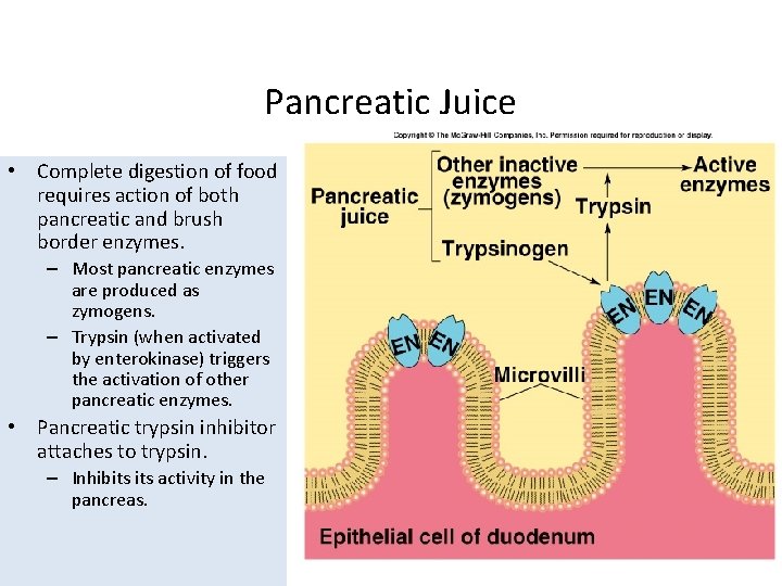 Pancreatic Juice • Complete digestion of food requires action of both pancreatic and brush