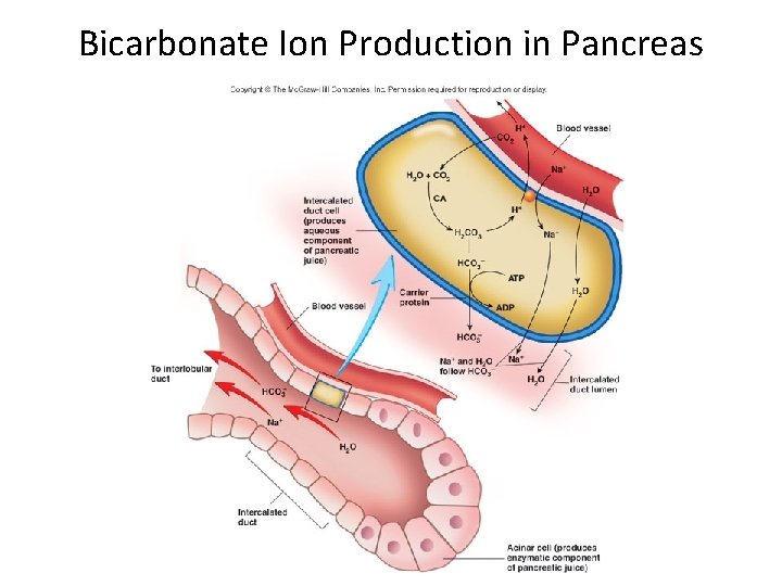 Bicarbonate Ion Production in Pancreas 