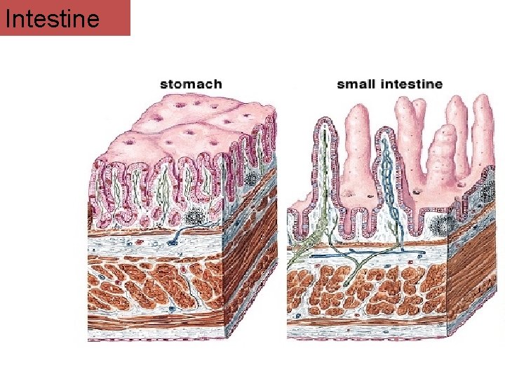 Intestine 