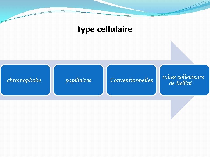 type cellulaire chromophobe papillaires Conventionnelles tubes collecteurs de Bellini 