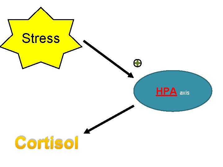 Stress HPA axis Cortisol 