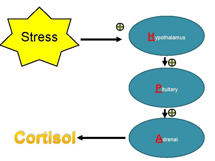 Stress Hypothalamus Pituitary Cortisol Adrenal 