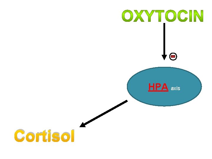 HPA axis Cortisol 