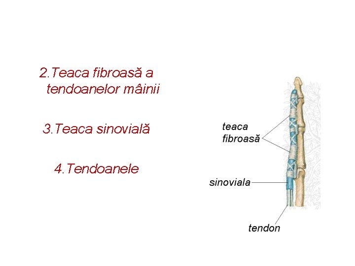 2. Teaca fibroasă a tendoanelor mâinii 3. Teaca sinovială 4. Tendoanele 