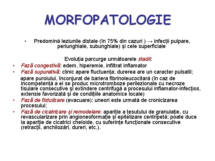 MORFOPATOLOGIE • • • Predomină leziunile distale (în 75% din cazuri ) → infecţii