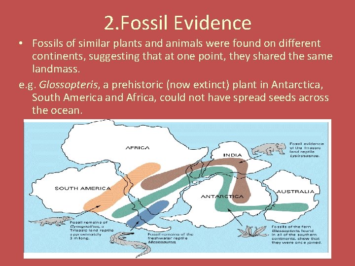 2. Fossil Evidence • Fossils of similar plants and animals were found on different