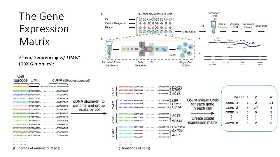The Gene Expression Matrix 3’-end Sequencing w/ UMIs* (10 X Genomics): 