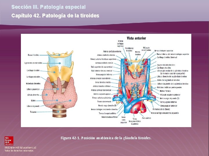 Sección III. Patología especial Capítulo 42. Patología de la tiroides Figura 42 -1. Posición