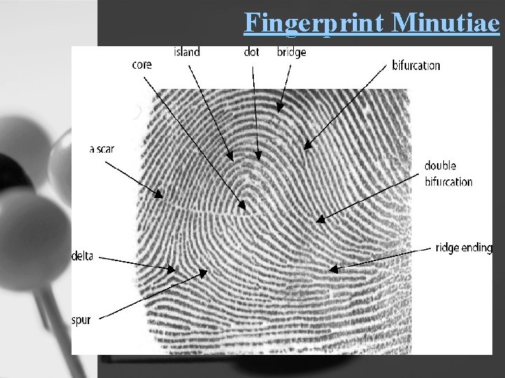 Fingerprint Minutiae 