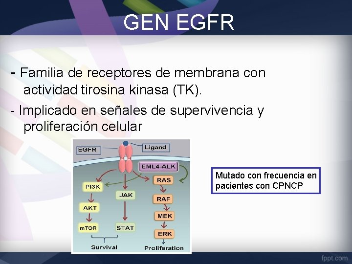 GEN EGFR - Familia de receptores de membrana con actividad tirosina kinasa (TK). -