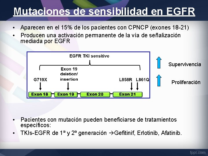 Mutaciones de sensibilidad en EGFR • Aparecen en el 15% de los pacientes con