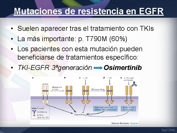 Mutaciones de resistencia en EGFR • Suelen aparecer tras el tratamiento con TKIs •