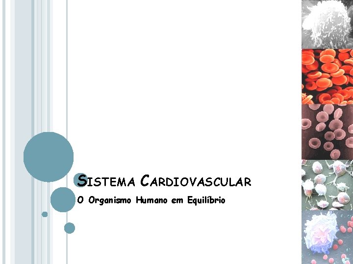 SISTEMA CARDIOVASCULAR O Organismo Humano em Equilíbrio 