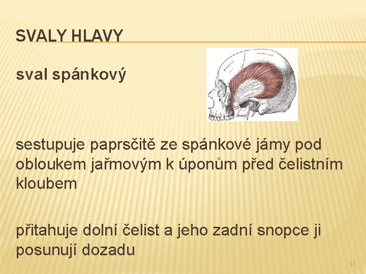 SVALY HLAVY sval spánkový sestupuje paprsčitě ze spánkové jámy pod obloukem jařmovým k úponům SVALY HLAVY sval spánkový sestupuje paprsčitě ze spánkové jámy pod obloukem jařmovým k úponům