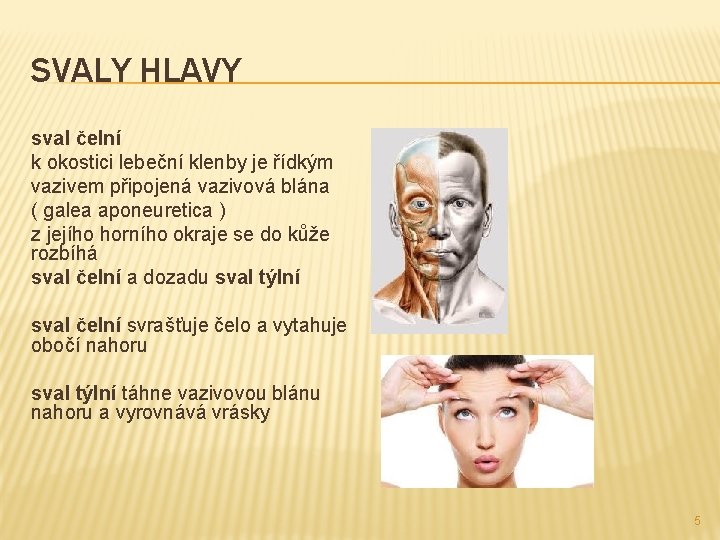 SVALY HLAVY sval čelní k okostici lebeční klenby je řídkým vazivem připojená vazivová blána SVALY HLAVY sval čelní k okostici lebeční klenby je řídkým vazivem připojená vazivová blána