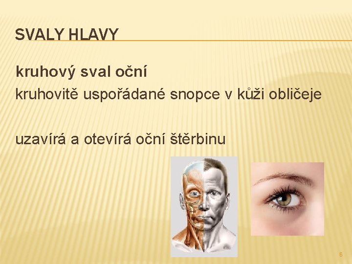 SVALY HLAVY kruhový sval oční kruhovitě uspořádané snopce v kůži obličeje uzavírá a otevírá SVALY HLAVY kruhový sval oční kruhovitě uspořádané snopce v kůži obličeje uzavírá a otevírá