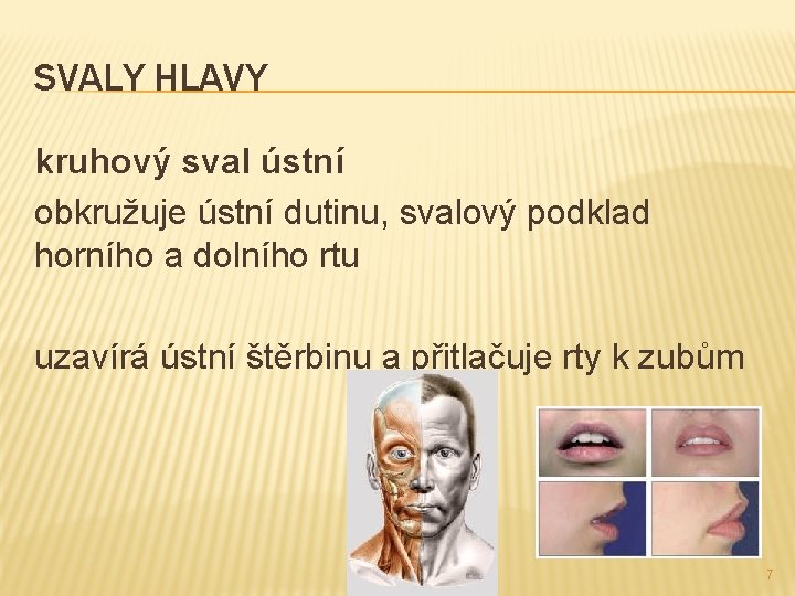 SVALY HLAVY kruhový sval ústní obkružuje ústní dutinu, svalový podklad horního a dolního rtu SVALY HLAVY kruhový sval ústní obkružuje ústní dutinu, svalový podklad horního a dolního rtu