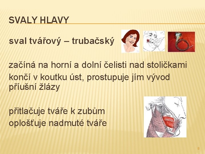 SVALY HLAVY sval tvářový – trubačský začíná na horní a dolní čelisti nad stoličkami SVALY HLAVY sval tvářový – trubačský začíná na horní a dolní čelisti nad stoličkami