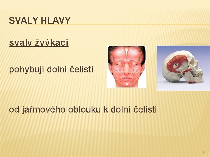 SVALY HLAVY svaly žvýkací pohybují dolní čelistí od jařmového oblouku k dolní čelisti 9 SVALY HLAVY svaly žvýkací pohybují dolní čelistí od jařmového oblouku k dolní čelisti 9