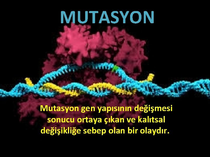 MUTASYON Mutasyon gen yapısının değişmesi sonucu ortaya çıkan ve kalıtsal değişikliğe sebep olan bir