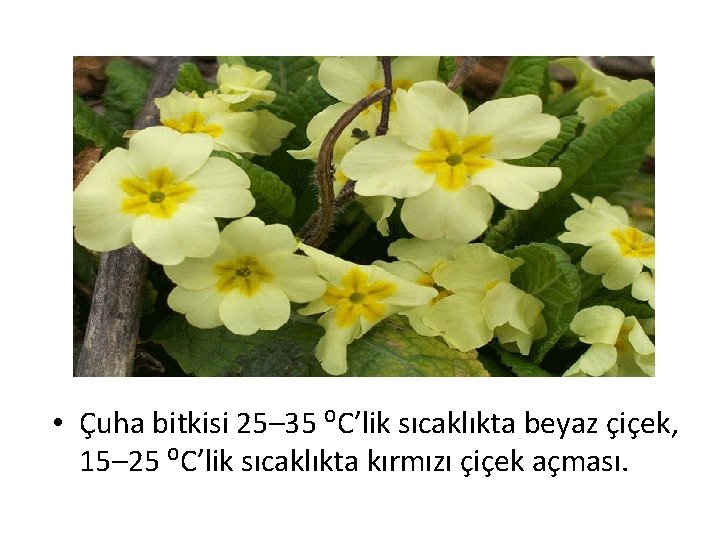  • Çuha bitkisi 25– 35 ⁰C’lik sıcaklıkta beyaz çiçek, 15– 25 ⁰C’lik sıcaklıkta