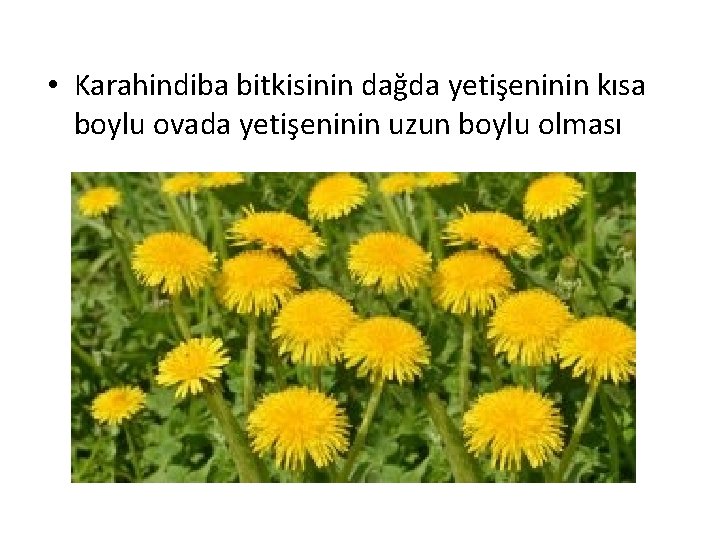  • Karahindiba bitkisinin dağda yetişeninin kısa boylu ovada yetişeninin uzun boylu olması 