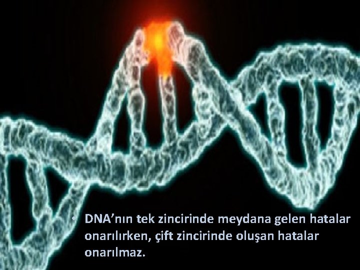  • DNA’nın tek zincirinde meydana gelen hatalar onarılırken, çift zincirinde oluşan hatalar onarılmaz.