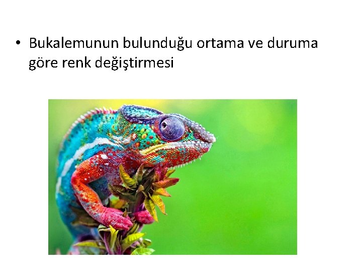  • Bukalemunun bulunduğu ortama ve duruma göre renk değiştirmesi 