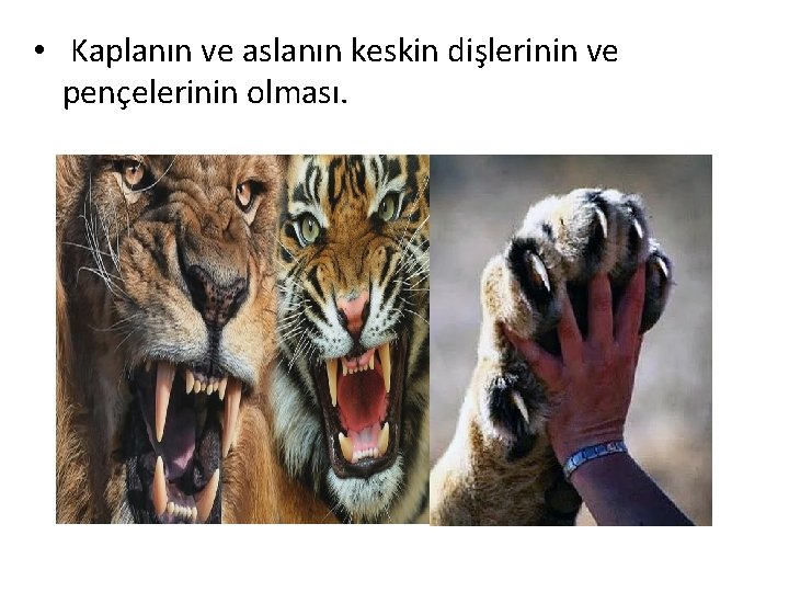  • Kaplanın ve aslanın keskin dişlerinin ve pençelerinin olması. 