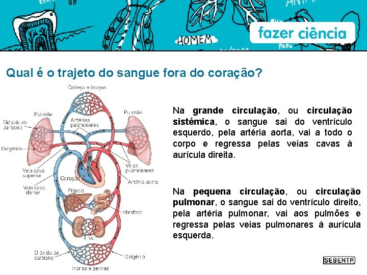 Qual é o trajeto do sangue fora do coração? Na grande circulação, ou circulação