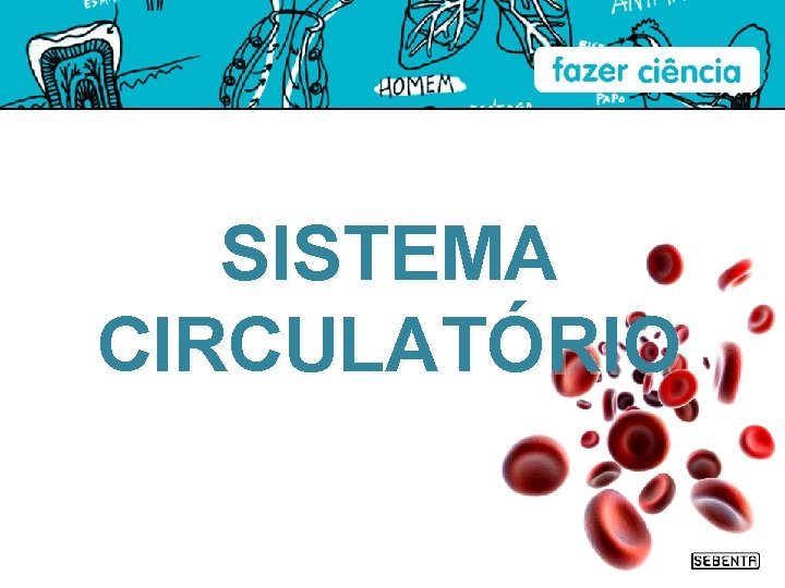 SISTEMA CIRCULATÓRIO 