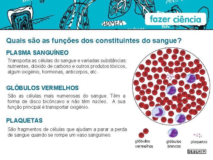 Quais são as funções dos constituintes do sangue? PLASMA SANGUÍNEO Transporta as células do