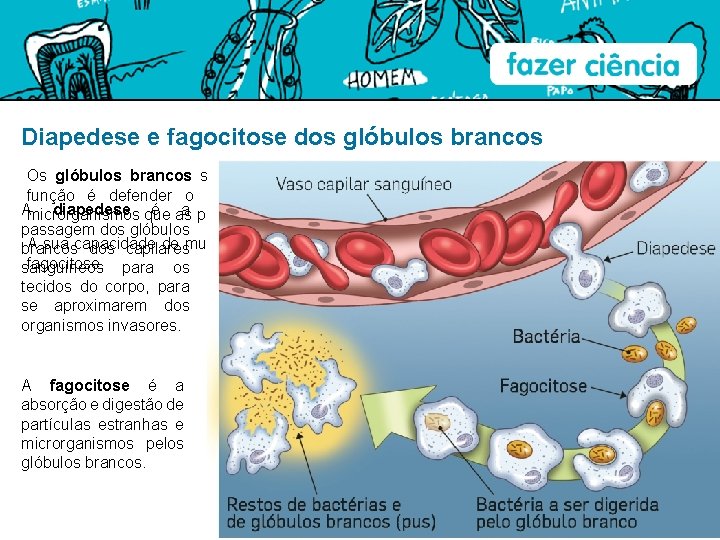 Diapedese e fagocitose dos glóbulos brancos Os glóbulos brancos são mil vezes menos numerosos