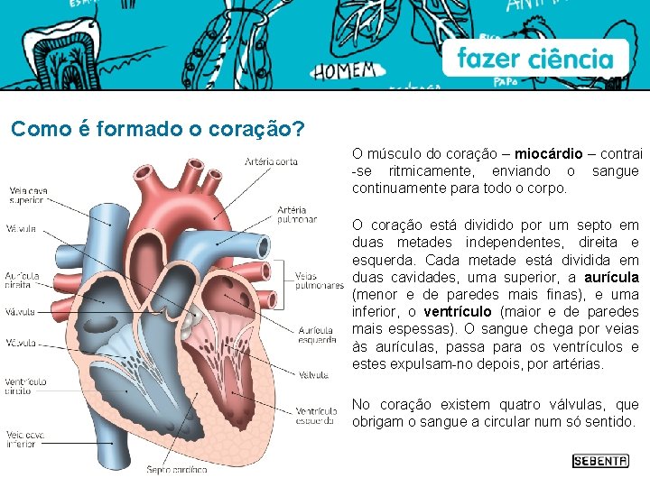 Como é formado o coração? O músculo do coração – miocárdio – contrai -se